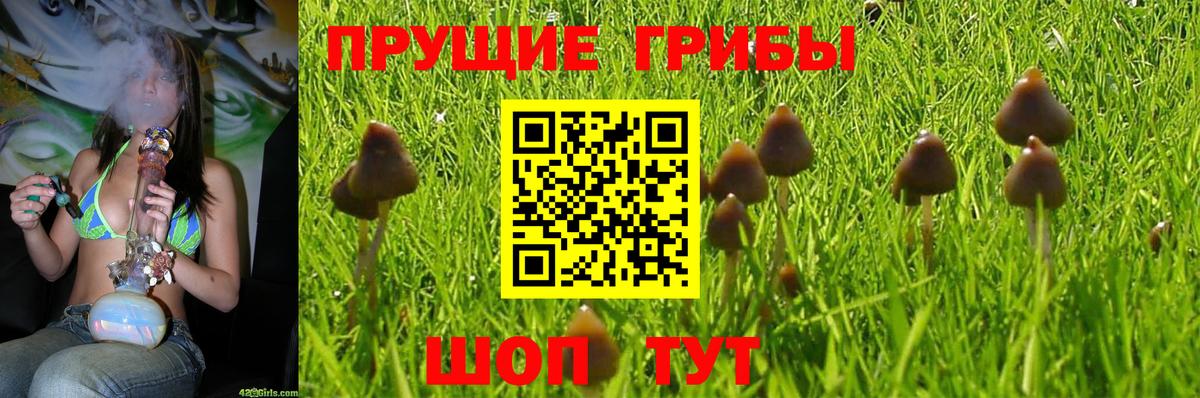 Псилоцибиновые грибы Psilocybe  Вход с VPN  закладка  Назрань 