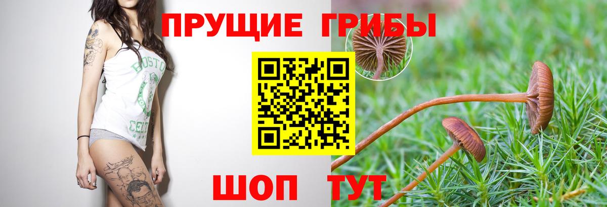 Галлюциногенные грибы Cubensis Назрань
